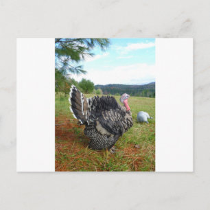 The Incredible Turkeys Postkarte