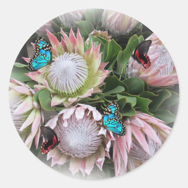 The King Protea  Runder Aufkleber (Vorderseite)