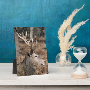 The King's Deer of Richmond Park, London, Großbrit Fotoplatte