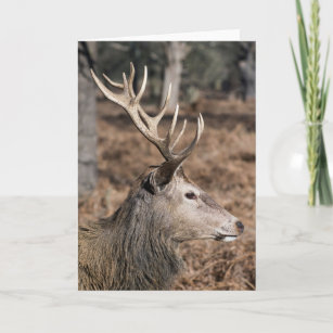 The King's Deer of Richmond Park, London, Großbrit Karte