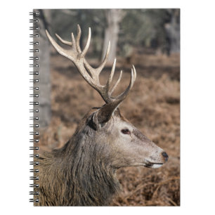 The King's Deer of Richmond Park, London, Großbrit Notizblock