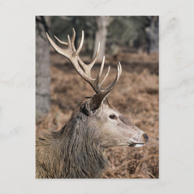 The King's Deer of Richmond Park, London, Großbrit Postkarte (Vorderseite)