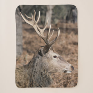 The King's Deer of Richmond Park, London, Großbrit Sherpadecke