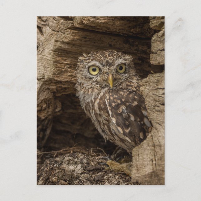 The little owl postkarte (Vorderseite)