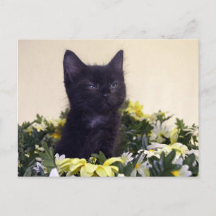 "The Look" Black Kitten Postkarte