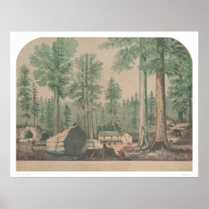 The Mammoth Trees of California (1191) Poster