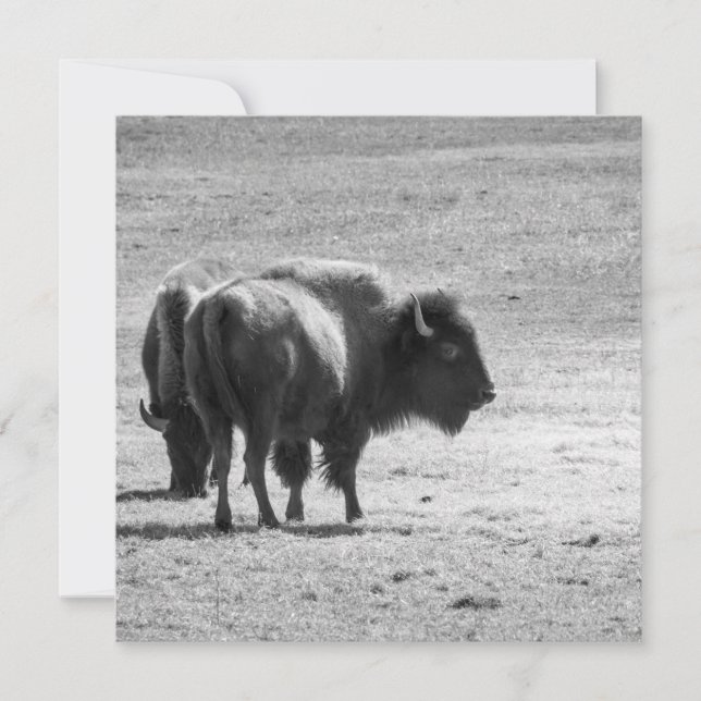 The Mighty Buffalo  Dankeskarte (Vorderseite)