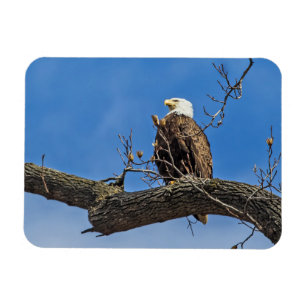 The Noble Bald Eagle Magnet