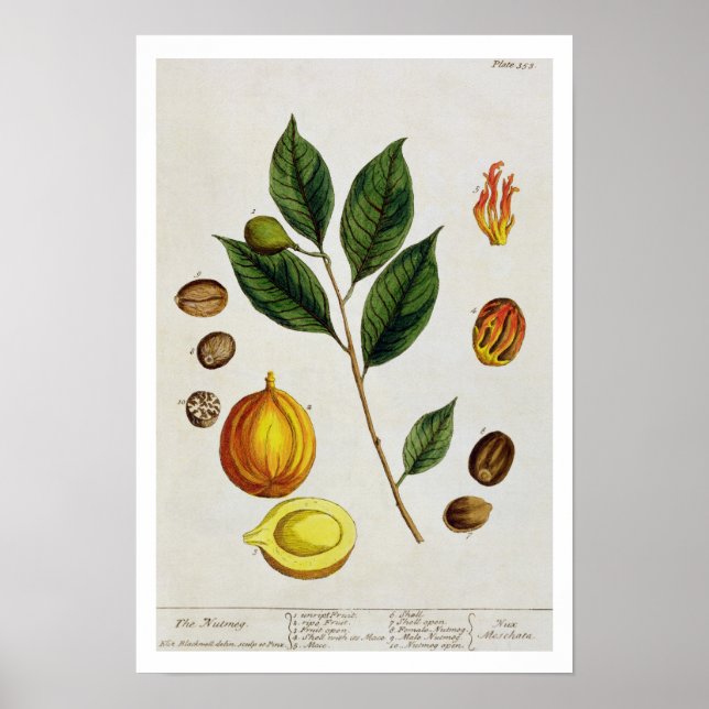 The Nutmeg, Teller 353 von "A Curious Herbal", Pub Poster (Vorne)