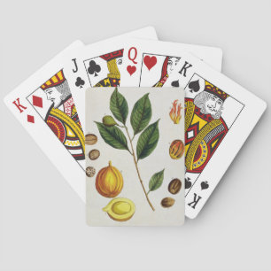 The Nutmeg, Teller 353 von "A Curious Herbal", Pub Spielkarten