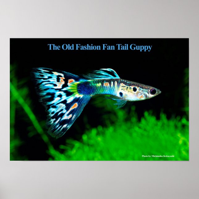 The Old Fashion Fan Tail Guppy のポスター Poster (Vorne)