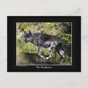 "The Pathfinder" Gray Wolf Post Card Postkarte