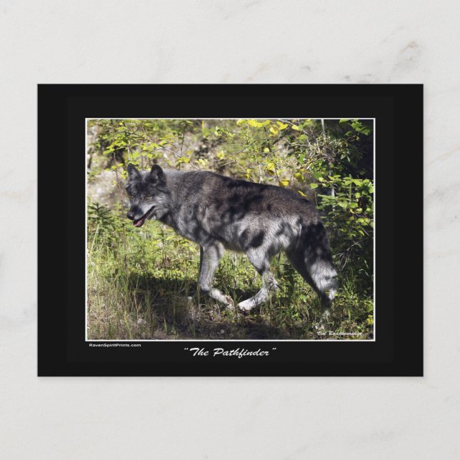 "The Pathfinder" Gray Wolf Post Card Postkarte (Vorderseite)