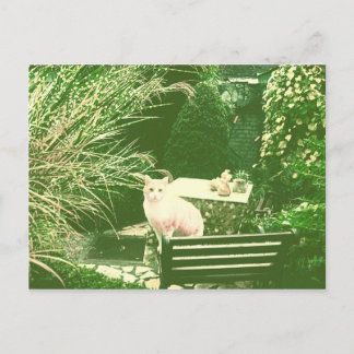 The Pink Cat Postkarte