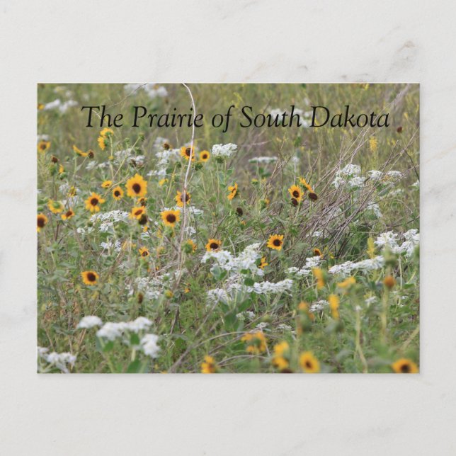 The Prairie von South Dakota Postcard Postkarte (Vorderseite)
