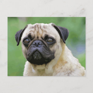 The Pug Dog Postkarte
