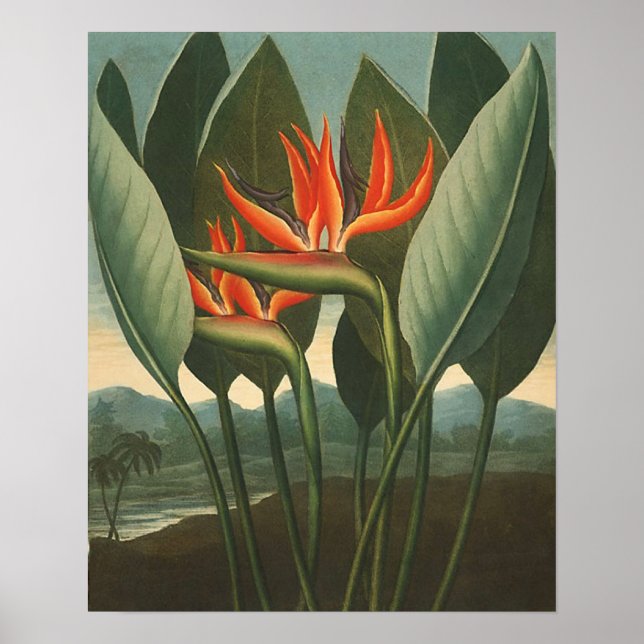 'The Queen (Bird of Paradise)' - Tempel der Flora Poster (Vorne)
