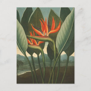 'The Queen (Bird of Paradise)' - Tempel der Flora Postkarte