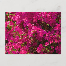 The Red Flowers of Luang Prabang Feiertagspostkarte