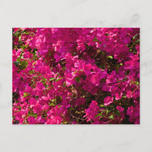 The Red Flowers of Luang Prabang Feiertagspostkarte
