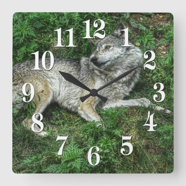 The Resting Grey Wolf 2 Wildlife Clock Quadratische Wanduhr (Vorderseite)