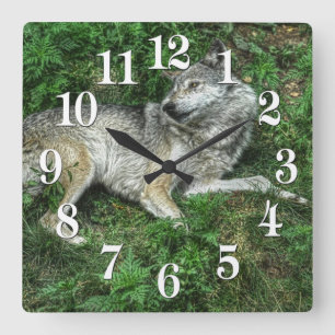 The Resting Grey Wolf 2 Wildlife Clock Quadratische Wanduhr