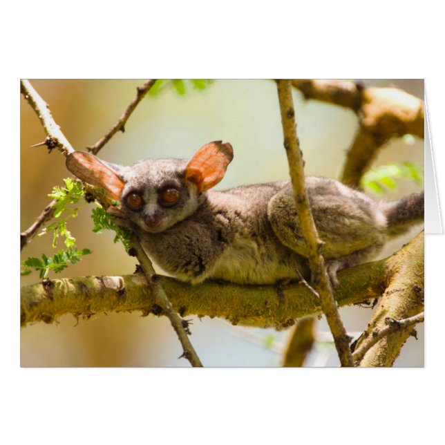 The Senegal Bushbaby (Vorderseite (Horizontal))