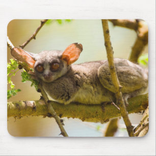The Senegal Bushbaby Mousepad