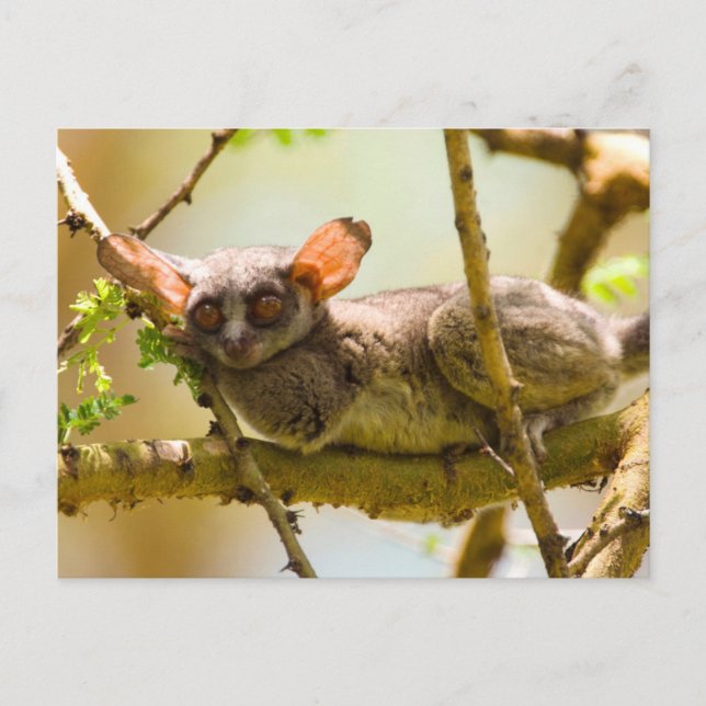 The Senegal Bushbaby Postkarte (Vorderseite)