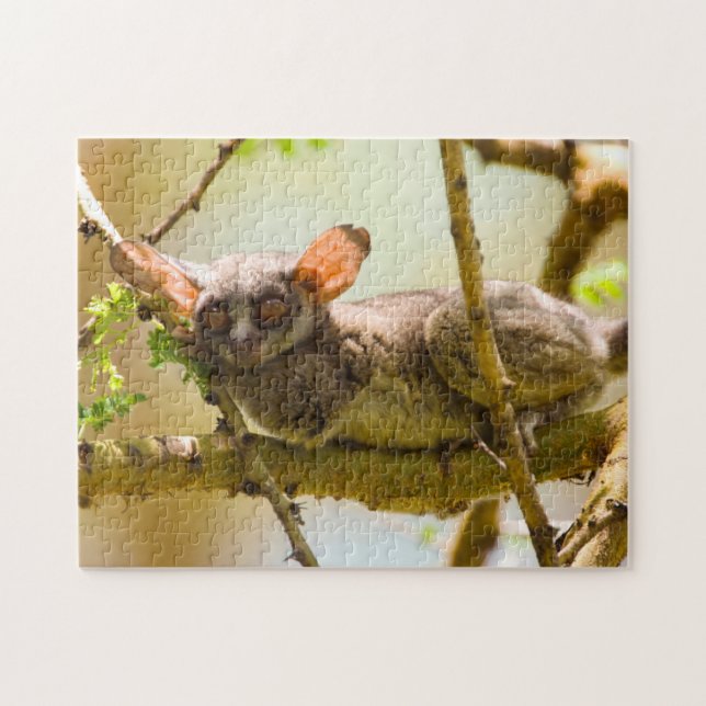 The Senegal Bushbaby Puzzle (Horizontal)
