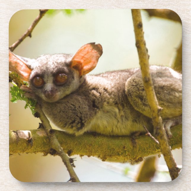 The Senegal Bushbaby Untersetzer (Vorderseite)