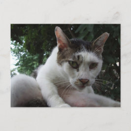 The sharp, piercing gaze of a stray cat. postkarte