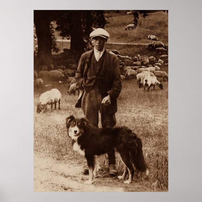 "The Shepherd"~Border Collie Poster (Vorne)