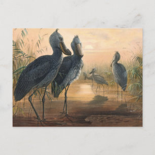 The Shoe Bill von Joseph Wolf Postkarte