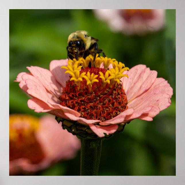 The Snack Poster (Vorne)