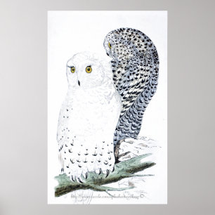 "The Snowy Owl ~offizieller Vogel von Quebec" Poster