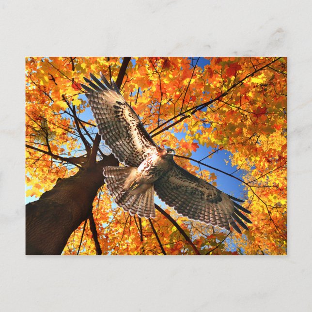 "The Sunday Hawk" Postkarte (Vorderseite)