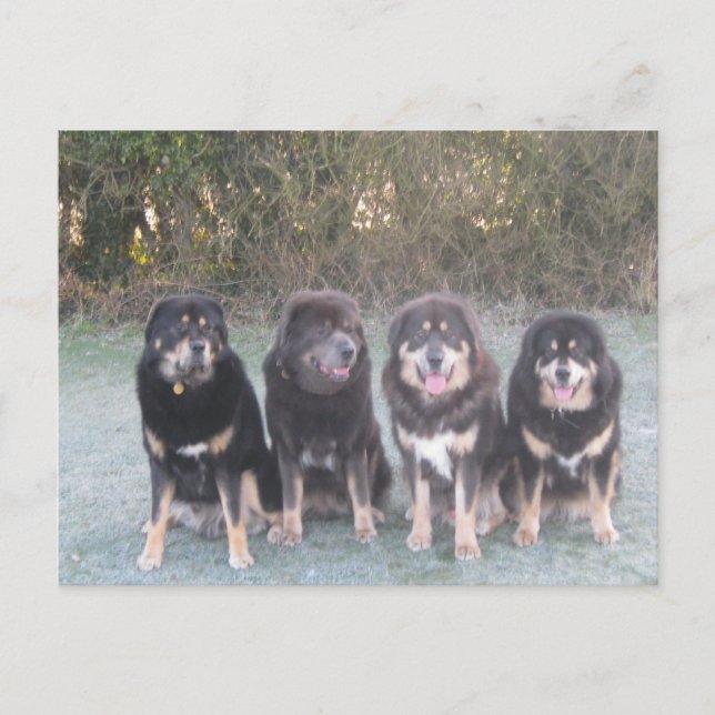 The Tibetan Mastiff Gang Postkarte (Vorderseite)