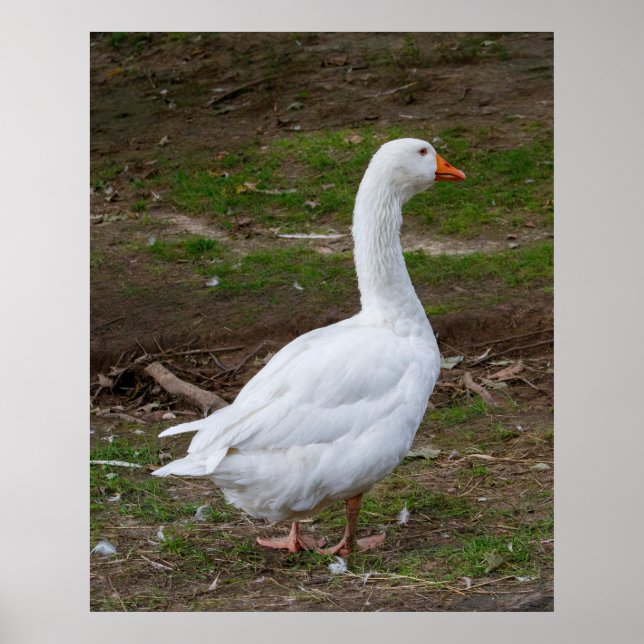 The Walk About Poster (Vorne)