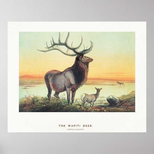 The Wapiti Deer Poster (Vorne)