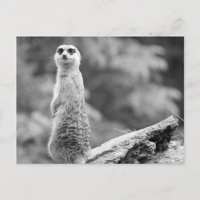 "The Watchman" Postkarte (Vorderseite)