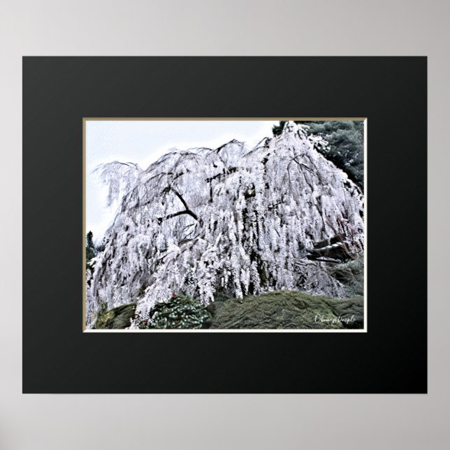 The Weeping Cherry Tree Poster (Vorne)