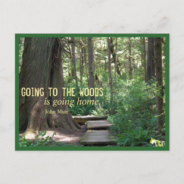 The Woods (Olympic N.P.) Postkarte (Vorderseite)