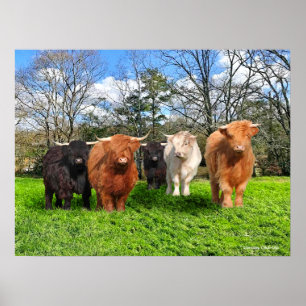 "The Woolies" Poster