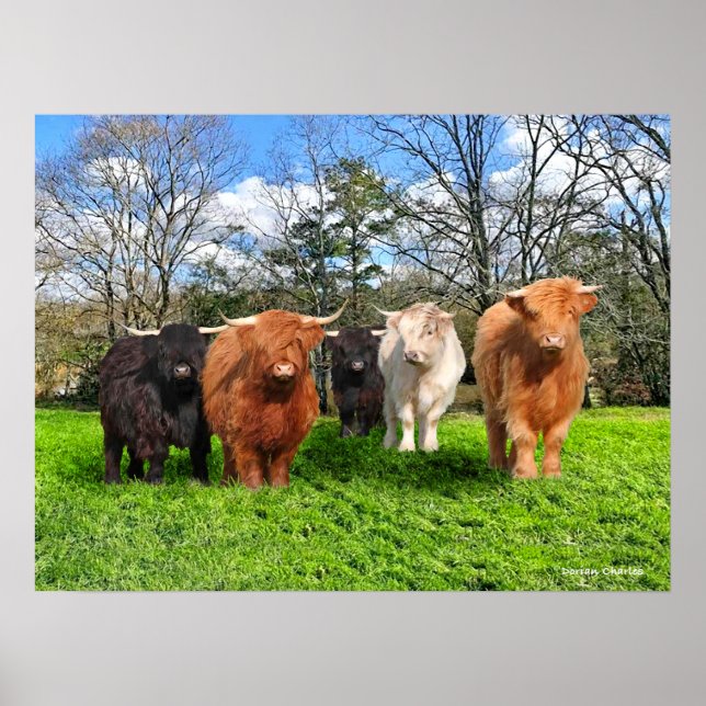 "The Woolies" Poster (Vorne)