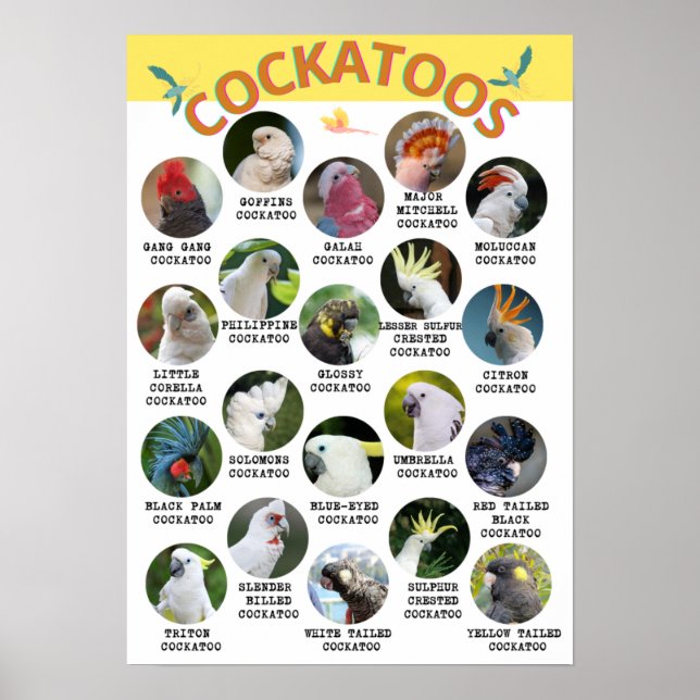 The World of Cockatoos - Printable Poster - B2 und (Vorne)