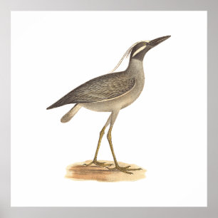 The Yellow-crowned Night Heron (Ardea violacea) Poster