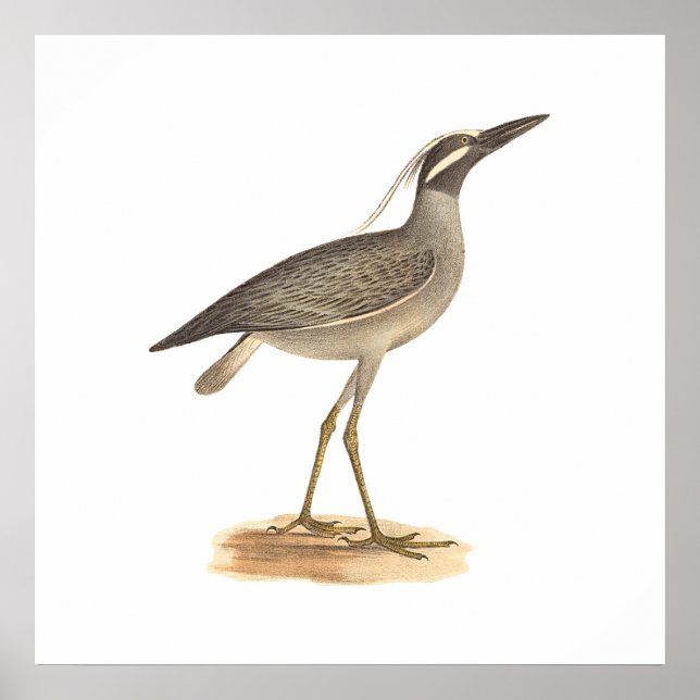 The Yellow-gekrönte Night Heron (Ardea violacea) Poster (Vorne)