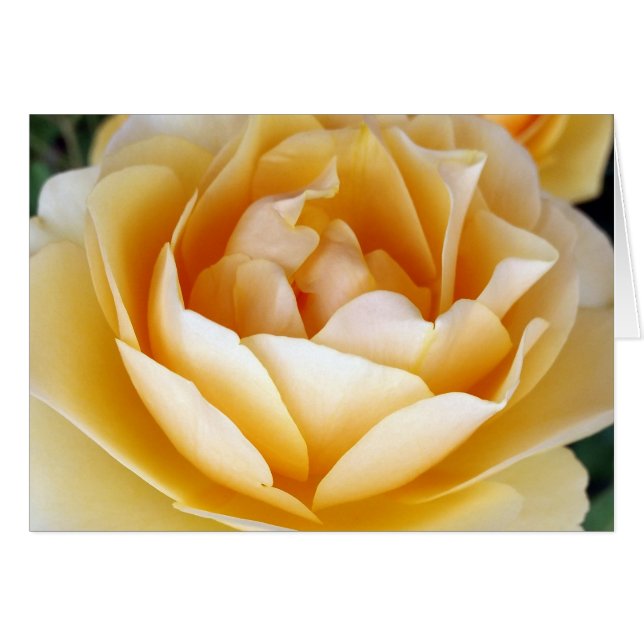 The Yellow Rose (Vorderseite (Horizontal))