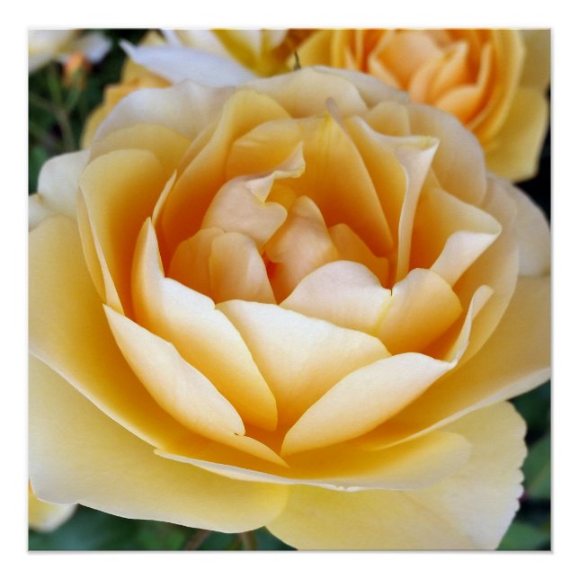 The Yellow Rose Poster (Vorderseite)